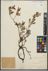 Foto von Salix repens L.